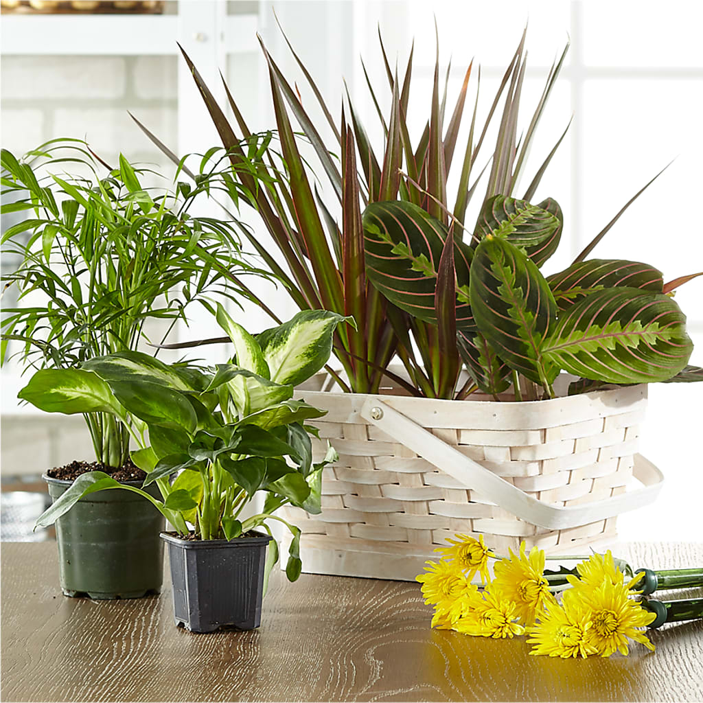 Florist Designed Blooming and Green Plants in a Basket – Flowers By Lorena, Chino CA
