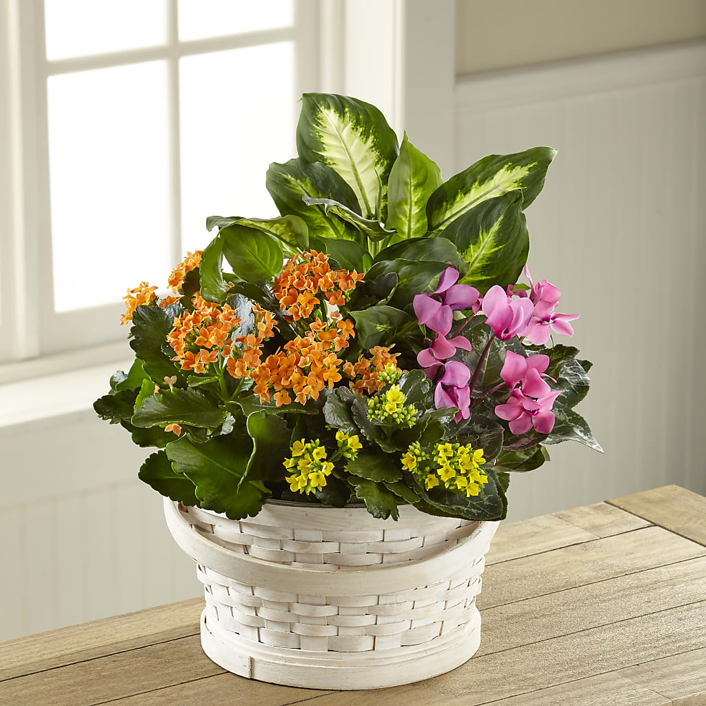 Color Crush Dishgarden – Flowers By Lorena, Chino CA