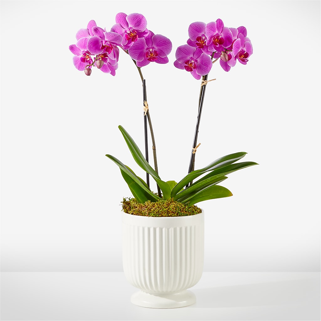 Friendly Fuchsia Orchid – Flowers By Lorena, Chino CA