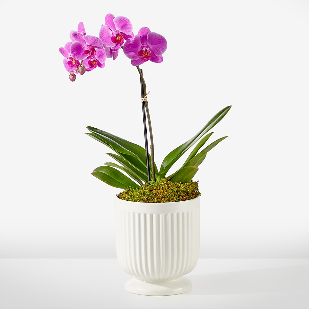 Friendly Fuchsia Orchid – Flowers By Lorena, Chino CA