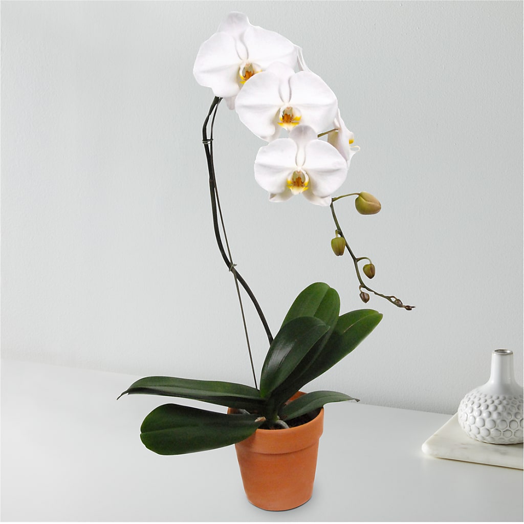 White Cascading Orchid – Flowers By Lorena, Chino CA