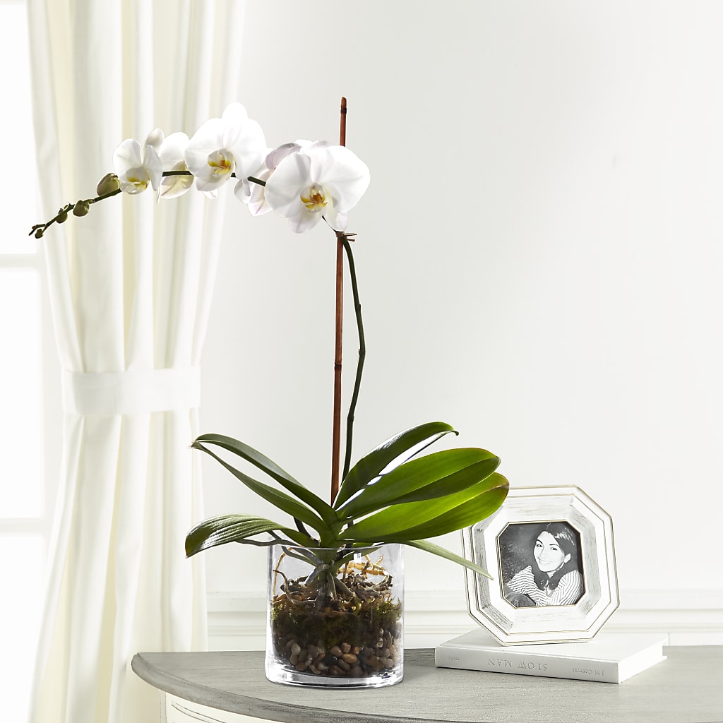 White Orchid Planter – Flowers By Lorena, Chino CA