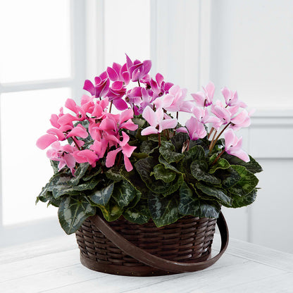 Mixed Cyclamen Planter –  Flowers By Lorena, Chino CA