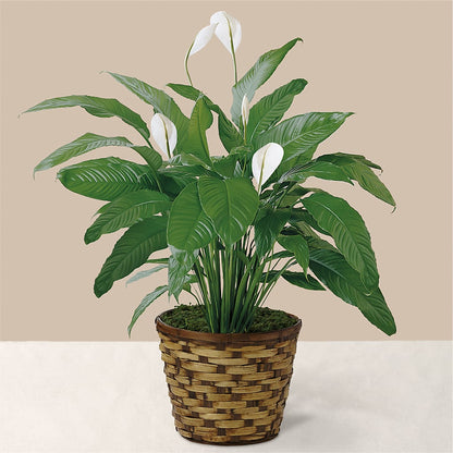 Tranquil Moments Peace Lily Plant –  Flowers By Lorena, Chino CA