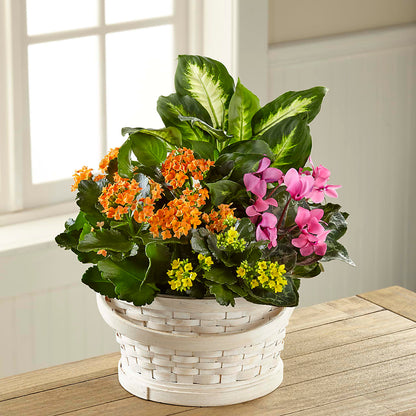 Color Crush Dishgarden –  Flowers By Lorena, Chino CA