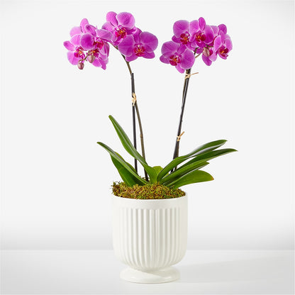 Friendly Fuchsia Orchid –  Flowers By Lorena, Chino CA