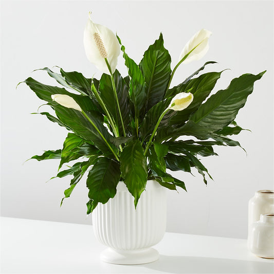 Comfort Planter –  Flowers By Lorena, Chino CA