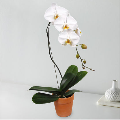 White Cascading Orchid –  Flowers By Lorena, Chino CA