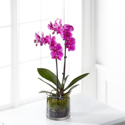 Pink Orchid Plant –  Flowers By Lorena, Chino CA