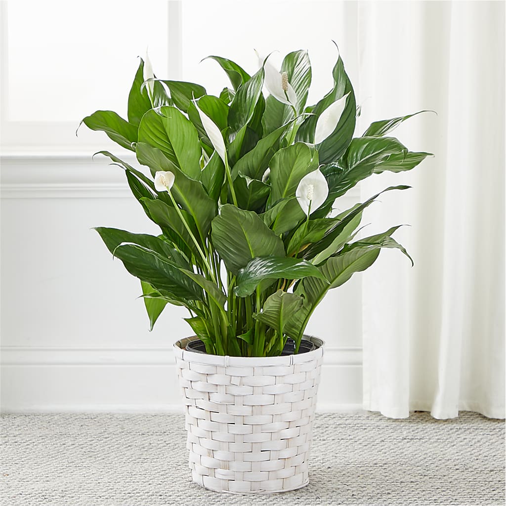 A New Leaf Peace Lily –  Flowers By Lorena, Chino CA