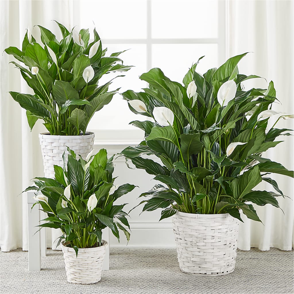 A New Leaf Peace Lily –  Flowers By Lorena, Chino CA