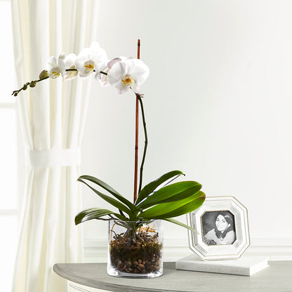 White Orchid Planter –  Flowers By Lorena, Chino CA